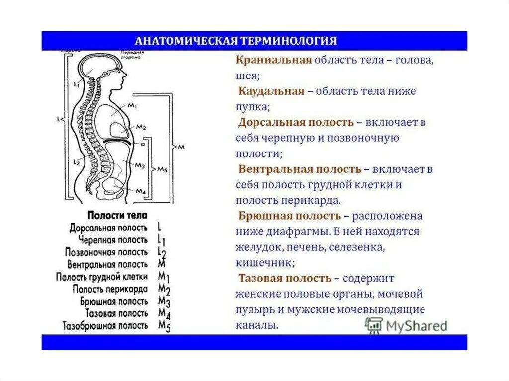 Брюшная и грудная полость тела. Органы полости тела человека. Полости тела человека таблица. Полости тела и органы расположенные в них. Название полостей тела.