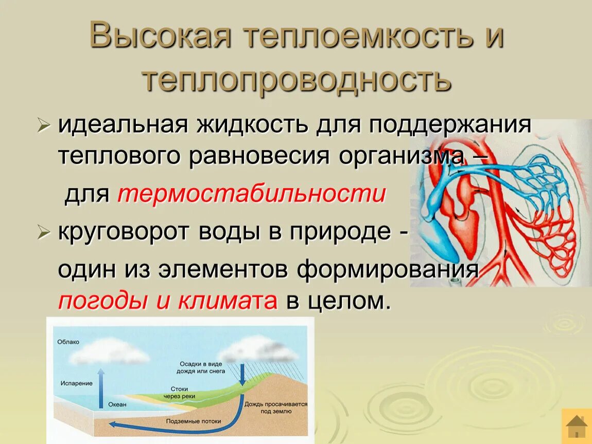 Теплоемкость и теплопроводность воды. Высокая теплоемкость и теплопроводность воды. Теплоёмкость воды в природе. Теплоемкость воды в организме. Цикл воды в организме