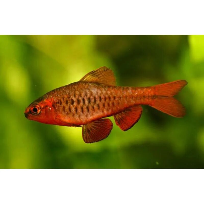 Барбус вишня. Рыба вишня. Барбус олиголепис. Рыба вишня. Рыба вишня.