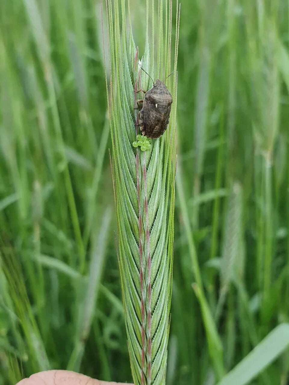 Жук клоп черепашка. Травяной клоп черепашка. Вредная черепашка – eurygaster integriceps нимфа. Клоп вредная черепашка личинка. Жук вредная черепашка.