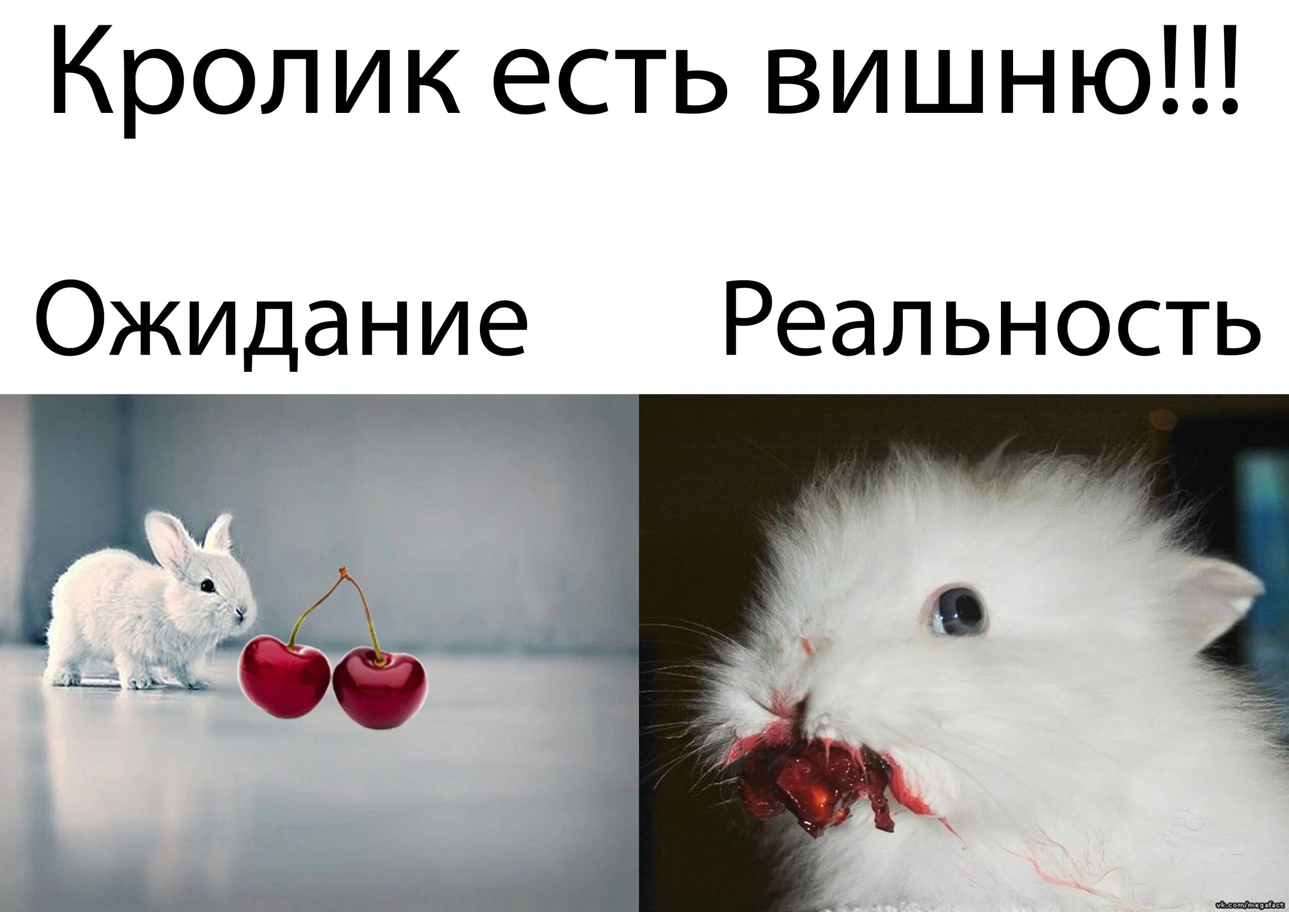 Черешня кроликам. Черешня кроликам. Черешня кроликам. Черешня кроликам. Что едят кролики.