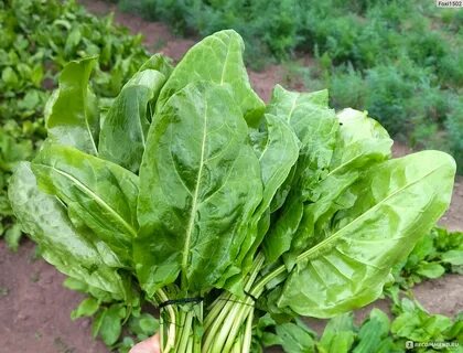 Семена "Аэлита" Щавель "Крупнолистный" - "? Везде есть свои маленькие хитрости. 