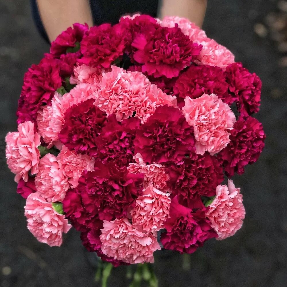 Гвоздика шабо букет. Гвоздики большой букет. Цветок букетный диантус. Монобукет невесты из гвоздик. Гвоздика диантус розовая букет.
