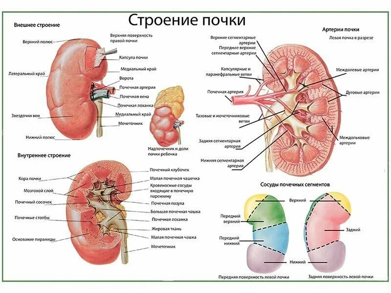 Из чего состоит почка