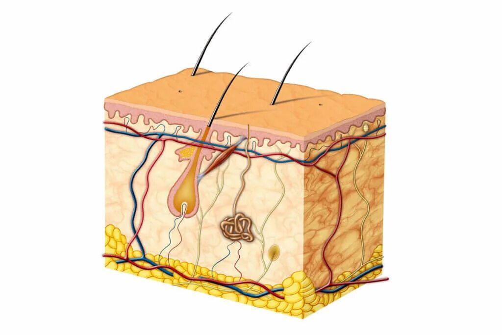Эпидермис дерма гиподерма. Строение кожи эпидермис дерма гиподерма. Эпидермис дерма подкожная клетчатка. Дерма эпидермис подкожная жировая клетчатка функции.