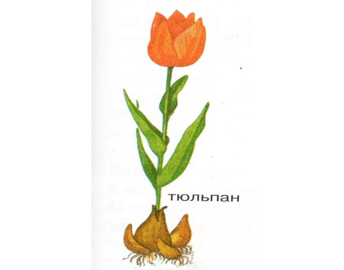Строение тюльпана. Луковица тюльпана биология. Тюльпан части растения. Строение бутона тюльпана.