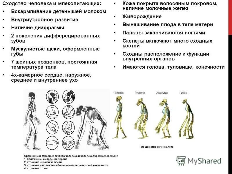 Отличие человека от животного скелет. Сходство человека с млекопитающими. Сходства и различия человека и млекопитающих. Сходство человека с млекопитающими таблица. Сходство строения человека и млекопитающих.