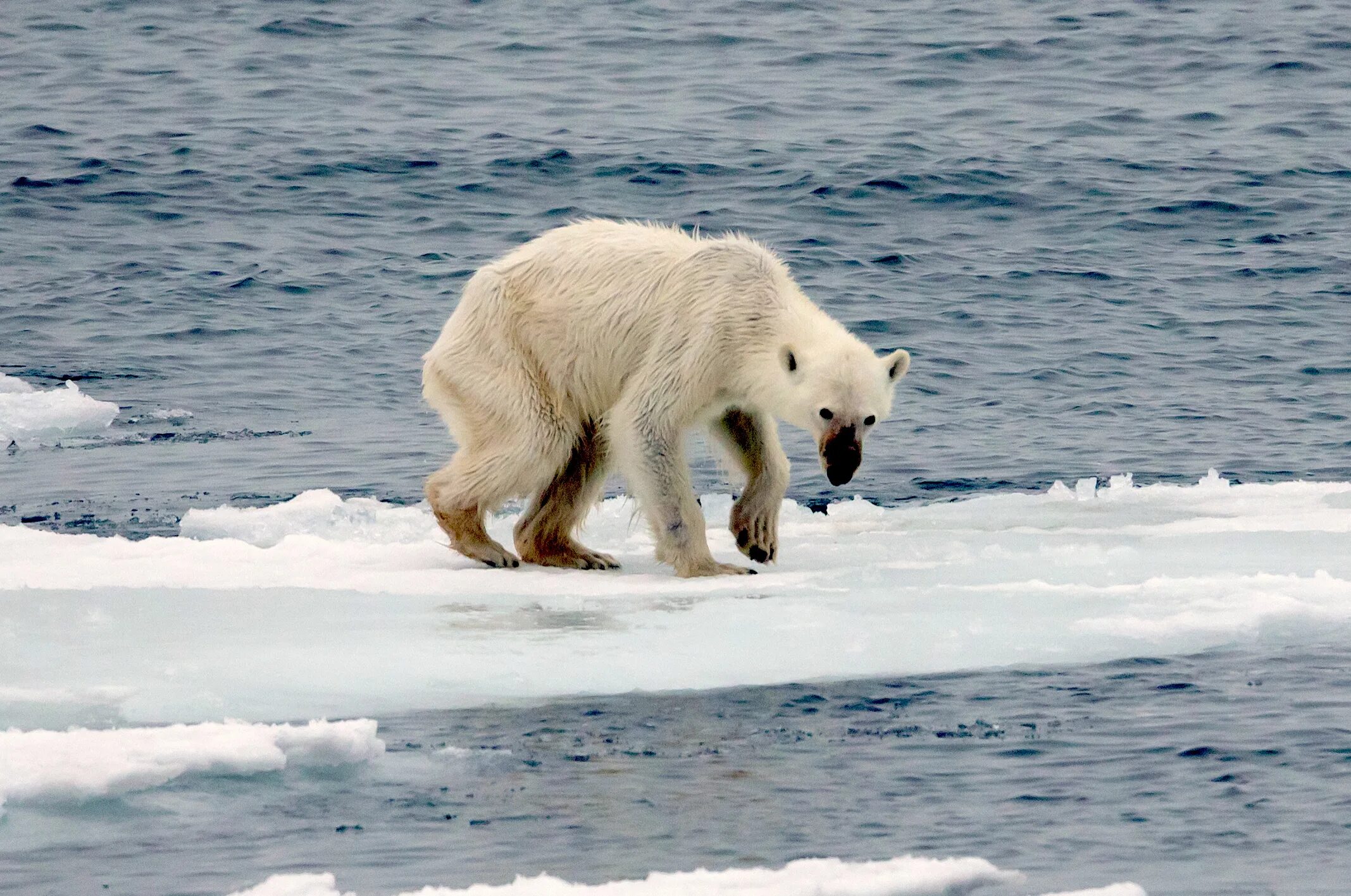 На льдах какого залива обитают белые. Белые медведи в Арктике. Белый медведь глобальное потепление. Белые медведи вымирают. Среда обитания белого медведя.