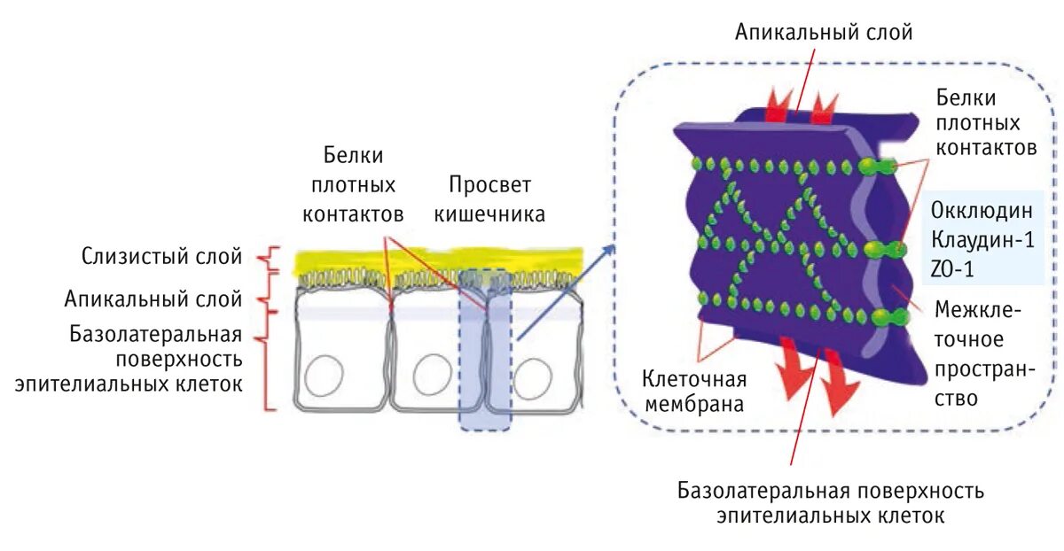 Белки плотных контактов. Плотный запирающий контакт. Плотные контакты между клетками. Плотный контакт клеток.