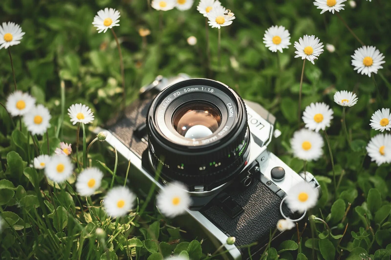 Красивый фотоаппарат. Стильный фотоаппарат. Фотоаппарат и цветы. Фотоаппарат с цветами. Цветочек на камере.