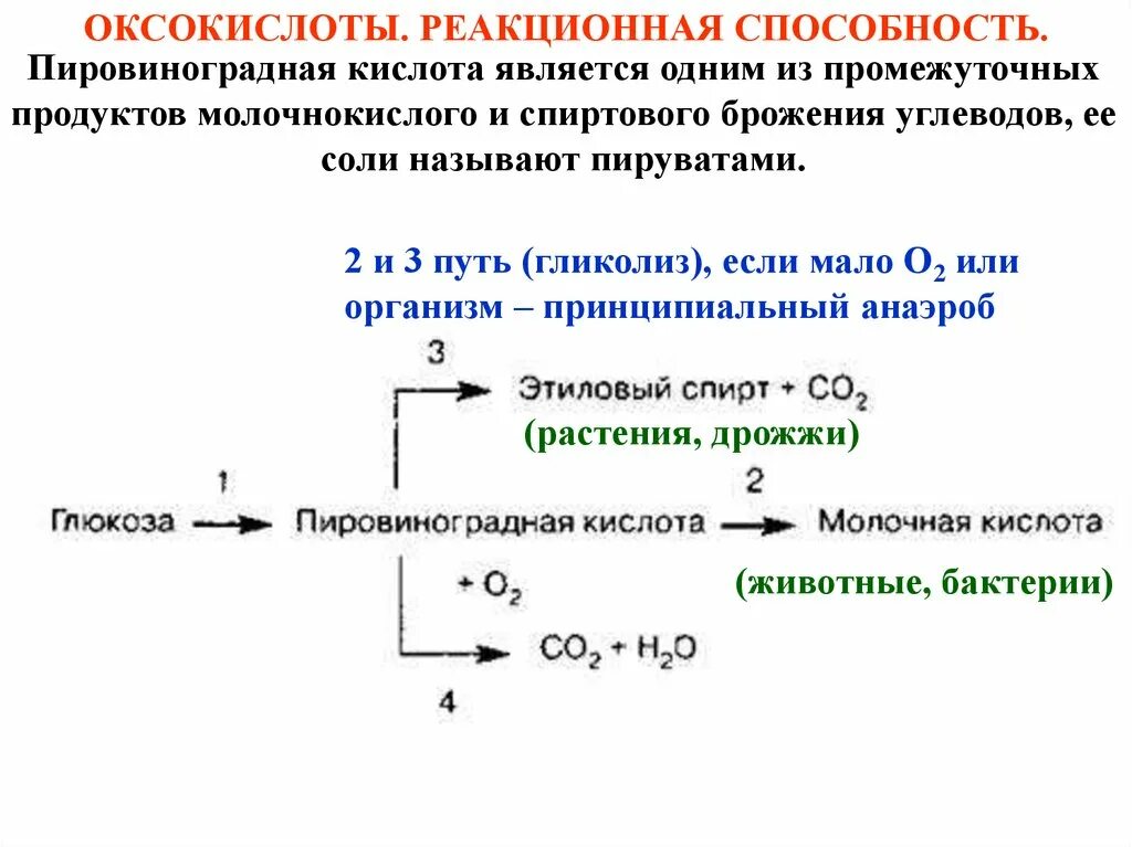 Кислоты реакционная способность. Реакции пировиноградной кислоты по карбоксильной группе. Пиролиз пировиноградной кислоты. Реакционная способность пировиноградной кислоты. ПВК пировиноградная кислота.