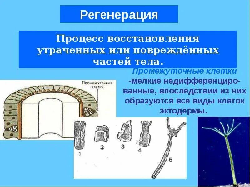 Регенерация хорошо развитая у кишечнополостных происходит. Клетки эктодермы кишечнополостных. нервные клетки эктодермы. промежуточные клетки кишечнополостных. энтодерма у кишечнополостных.