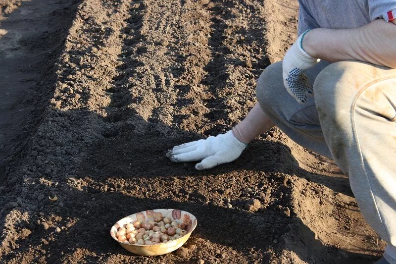 Лук осенью под зиму. Посадка озимого лука осенью. Посадка озимого лука севка. Лук сеянка посадка. Озимый лук посадка.