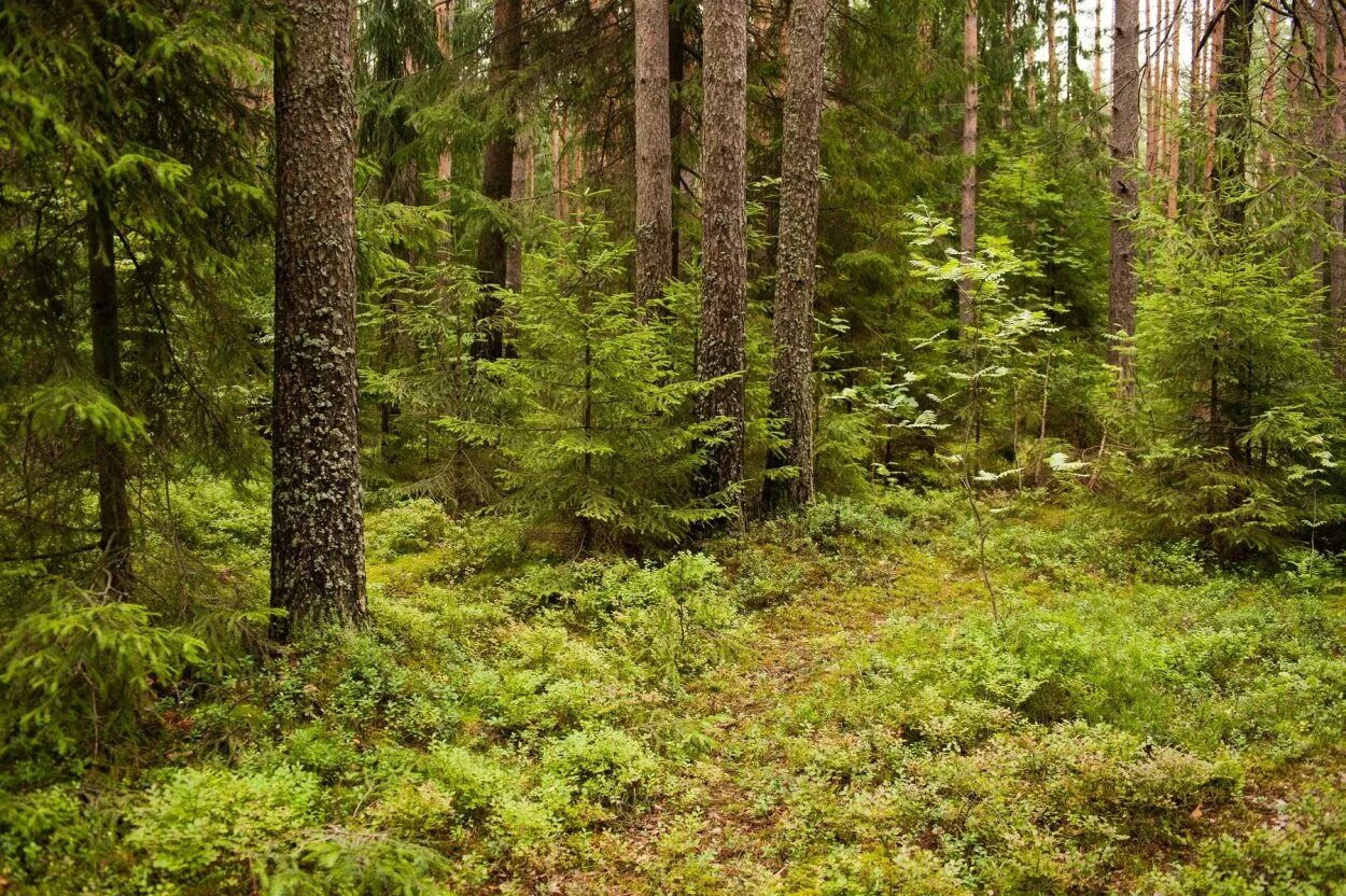 Лес Ленинградская область Тайга. Хвойный лес Ленинградская область. Хвойный лес Нижний Новгород. Елово Сосновый лес. Растительные ресурсы тайги