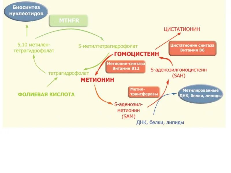 Гомоцистеин схема метаболизма. Метаболизм фолиевой кислоты схема. Фолатный цикл биохимия. Обмен фолиевой кислоты в организме схема.