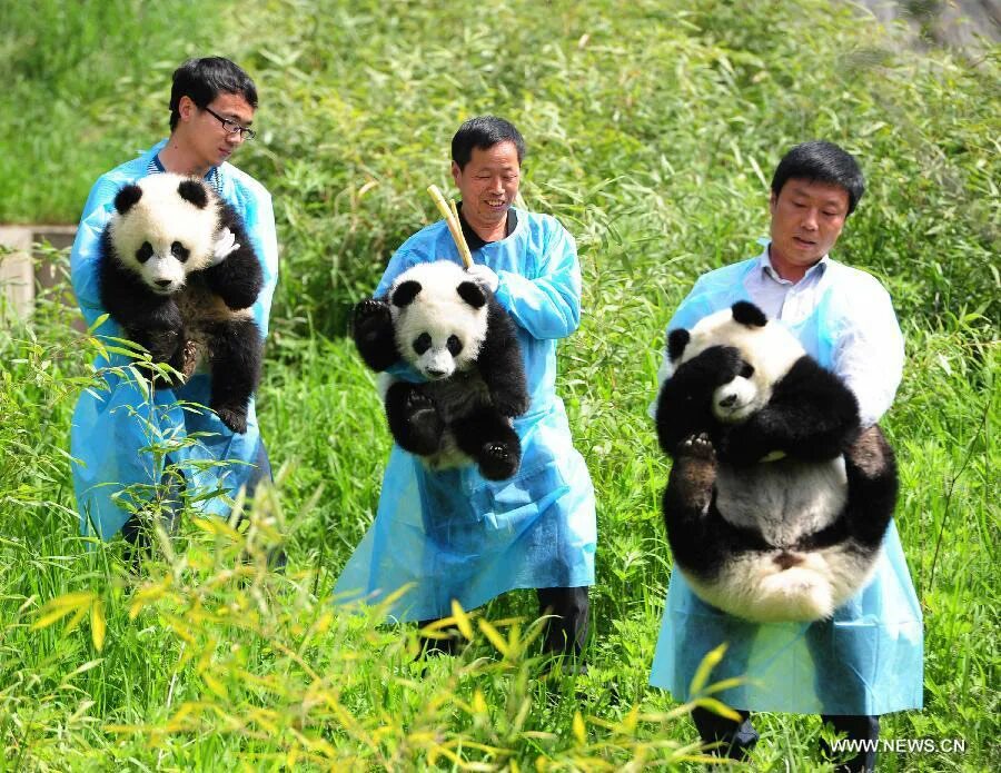 Панда собирает в круг. Панда символ провинции Сычуань. Большая Панда и человек. Панда в китайском зоопарке. Китай Панда.