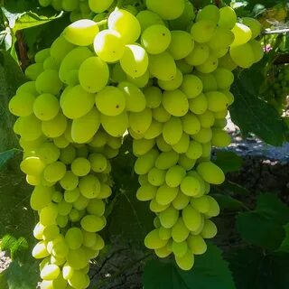 Сорт винограда столетие