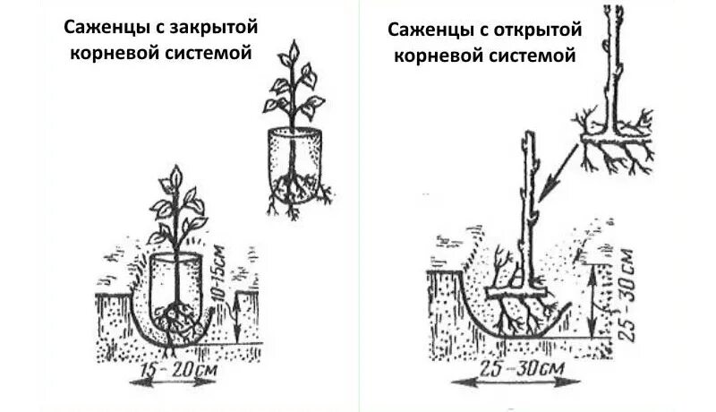 Расстояние между кустами смородины при посадке. Схема посадки малины. Схема высадки малины в открытом грунте. Двухрядная схема посадки малины. Схема посадки малины рядами.