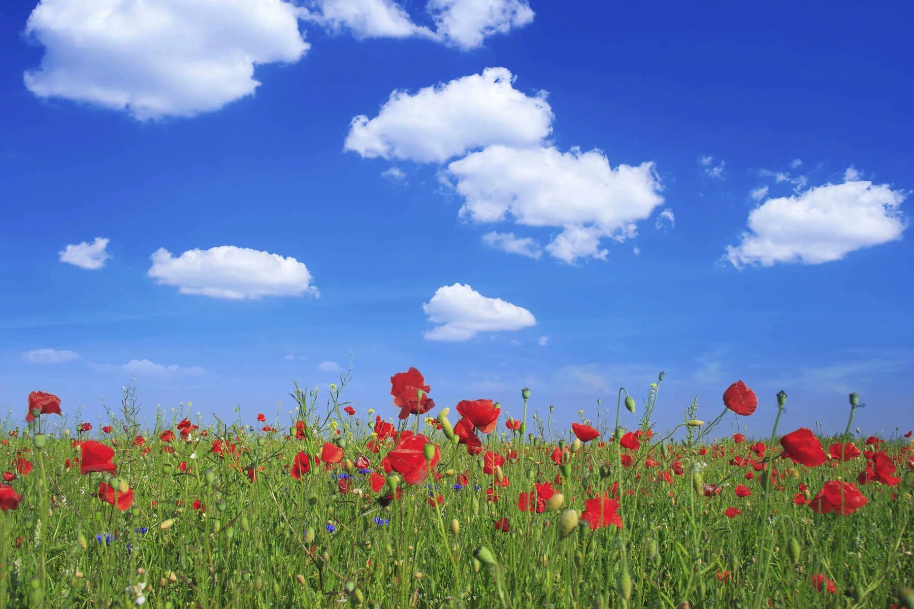 Песня голубое небо зеленая трава. Цветы и небо. Роле цветов и голубое небо. Маковое поле голубое небо. Поле цветов голубое небо.