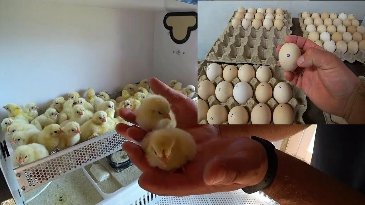 Можно ли из магазинного яйца. Цыплята из инкубатора. Цыплята из магазинных яиц. Вывод цыплят из магазинных яиц. Циплëнок из магазинного яйца.
