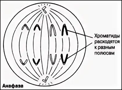 Анафаза отзывы