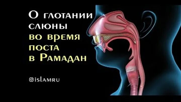 Портится ли пост если проглотить мокроту. Во время уразы нельзя глотать слюну. Глотание слюны во время поста Рамадан. Можно ли глотать слюну во время поста. Можно ли глотать слюну во время поста Рамадан.