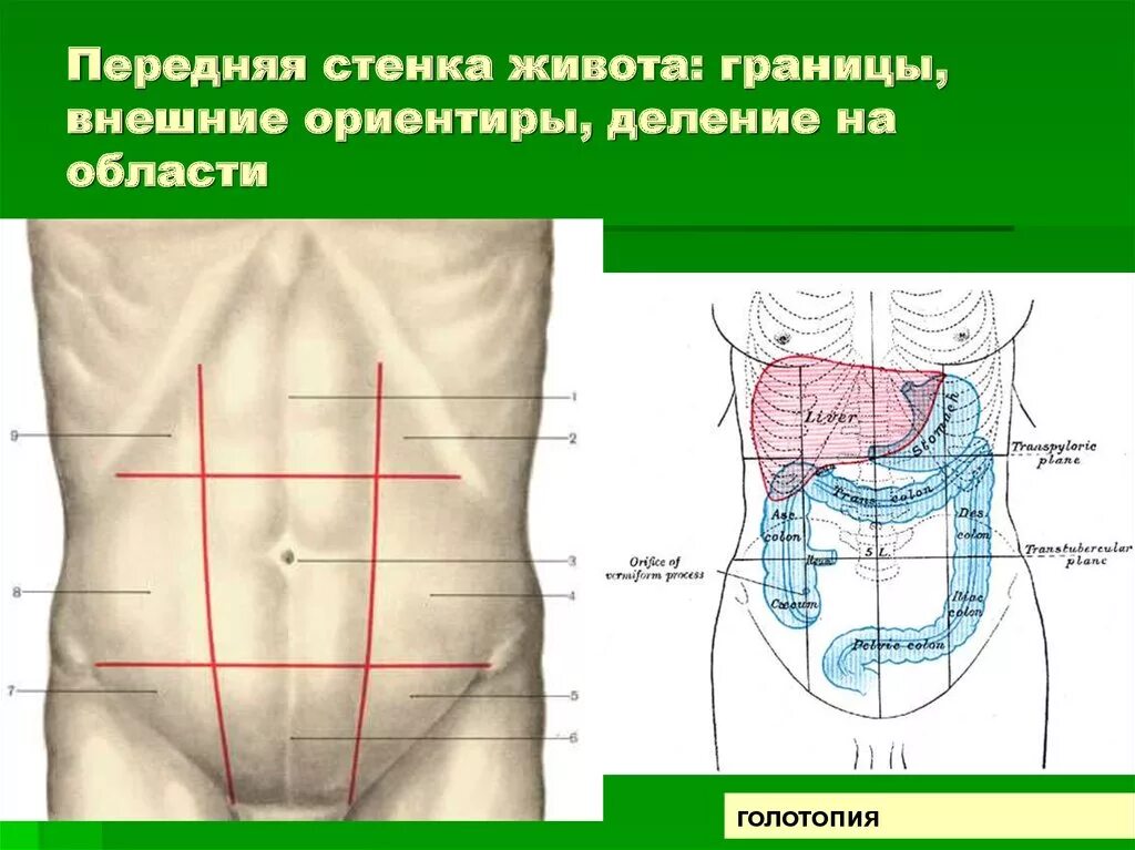 Передняя часть живота