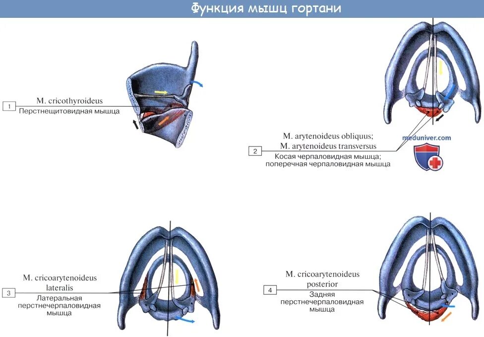 Мышцы напрягающие голосовые связки. Мышцы натягивающие голосовые связки. Строение голосовых связок у собак. Устанавливающий и напрягающий аппарат гортани анатомия.