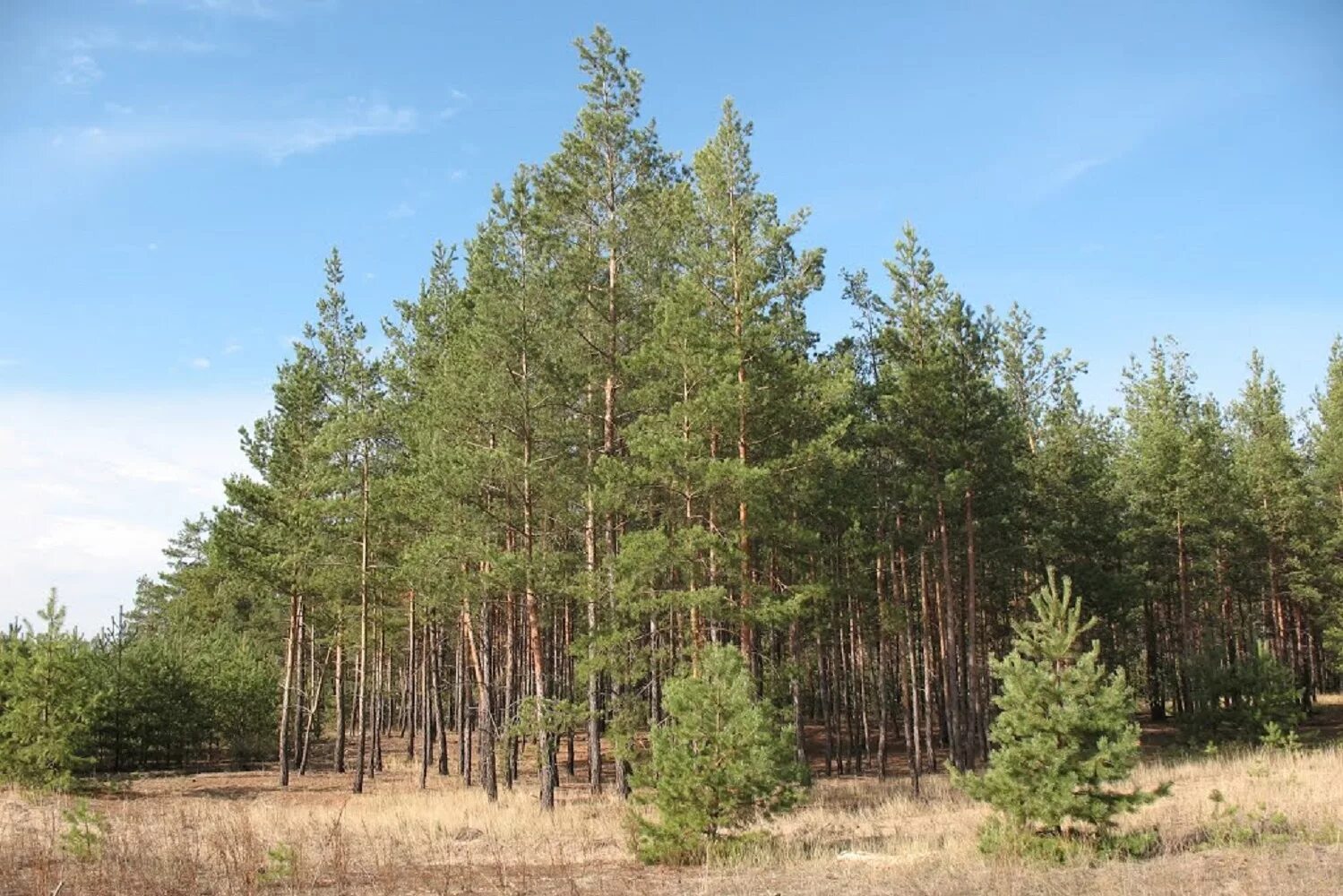 лес молодые сосны. пихта лесная подрост. сосна обыкновенная норвежская. молодой сосновый лес. лес сосновый бор марий эл.