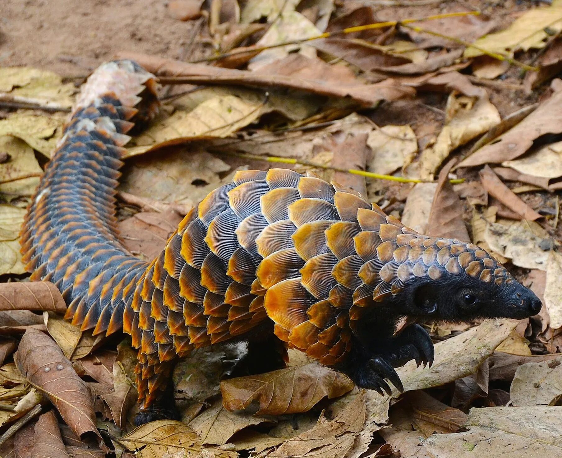 яванский панголин. степной ящер панголин. пангольер животное. панголин яванский ящер. трехрогий панголин.