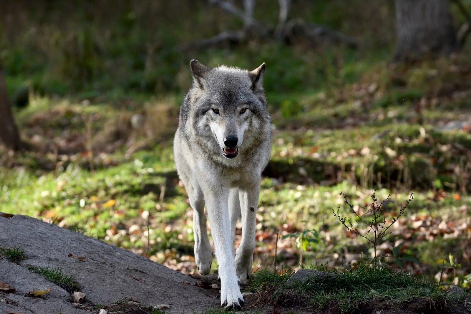 Серый волк дома. Волк Акелла. Макензенский волк окрасы. Волк вожак. Волки Аляски.