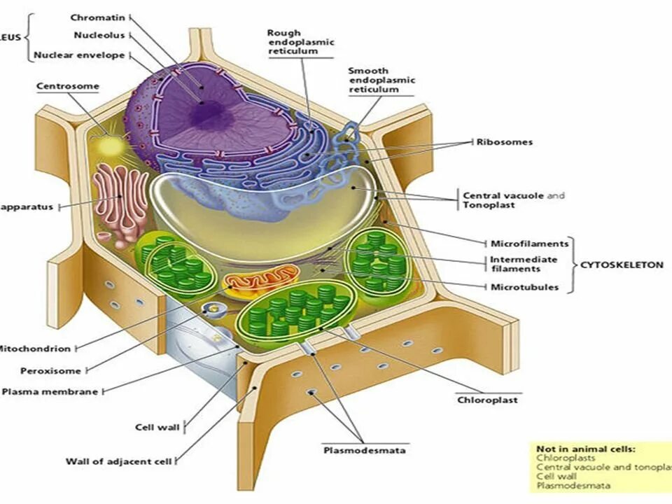 Клетка Plant Cell. Plant Cell structure. Typical Plant Cell. Клеточная стенка на прозрачном фоне. Стенка растительной клетки содержит