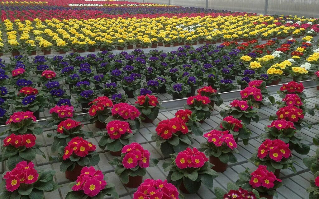 Кифо. Торговое оборудование для садовых центров. Kufar логотип. Куфар гродно. Цветы на продажу.