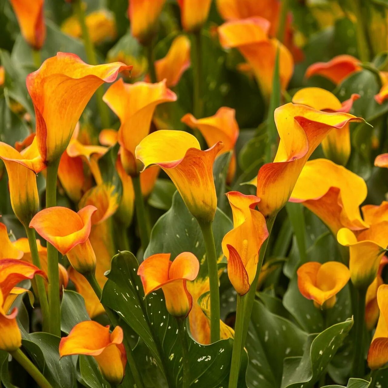 Калла вермеер. Калла Пашшн Фрут. Калла камео. Zantedeschia elliottiana.