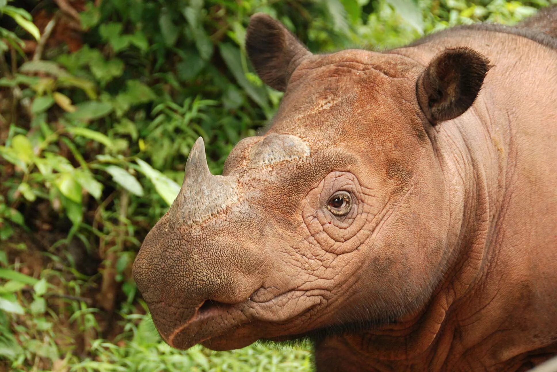 Носорог в тропическом лесу. Суматранский носорог. Суматорскский носорог. Суматранский двурогий носорог. Суматранский носорог детеныш.
