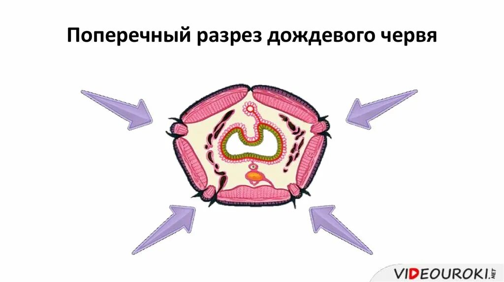 Рисунок поперечного среза дождевого червя. Поперечный срез тела дождевого червя. рис 63 поперечный разрез тела дождевого червя. поперечный срез дождевого червя препарат. поперечный разрез дождевого червя.