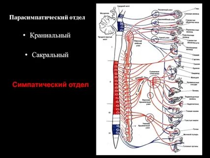 Узлы парасимпатической системы