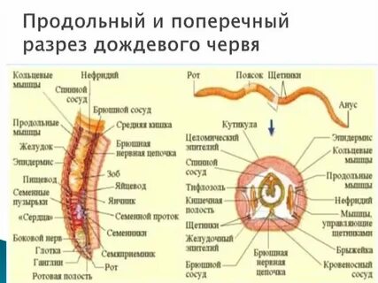 Каковы различия в строении круглых и кольчатых