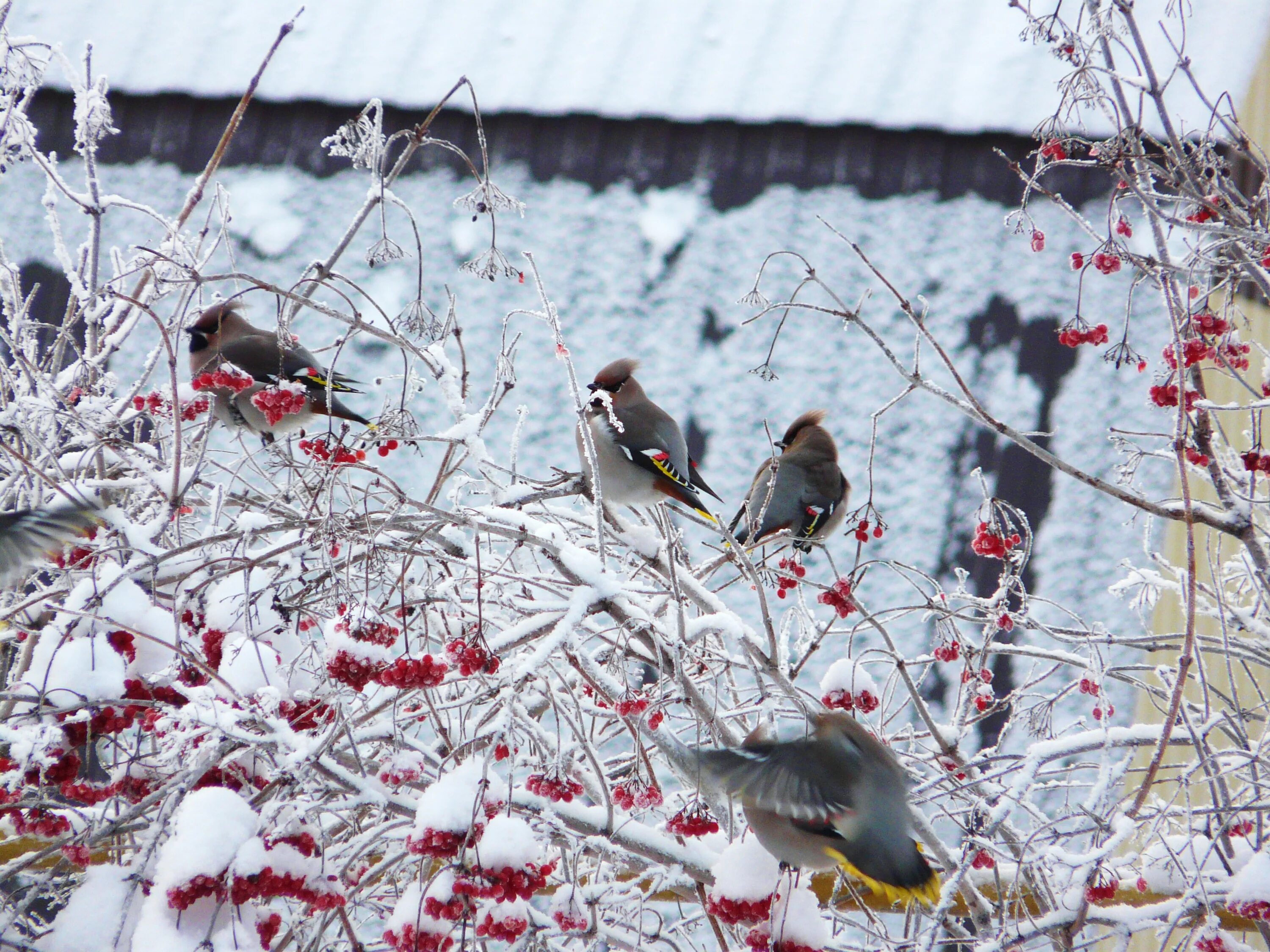 Стаи птиц зимой. Птицы зимой. Рябина зимой. Свиристель. Птицы Карелии зимой.