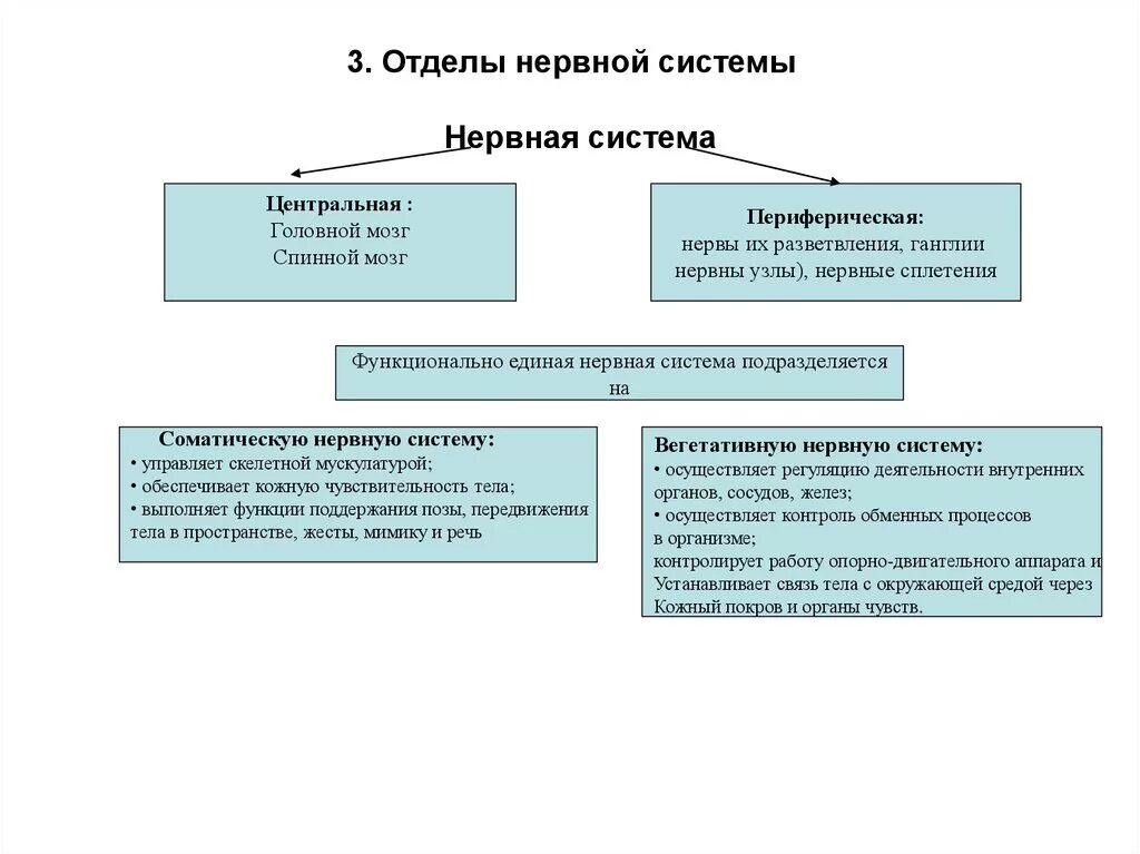 Подразделения нервной системы