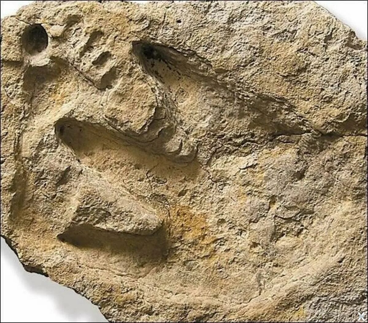 Следы древней жизни. Окаменелые следы человека и динозавра. Глен Роуз следы человека и динозавра. Отпечатки ног человека и динозавров. Отпечаток динозавра в Камне.