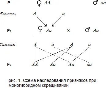 Аа признак