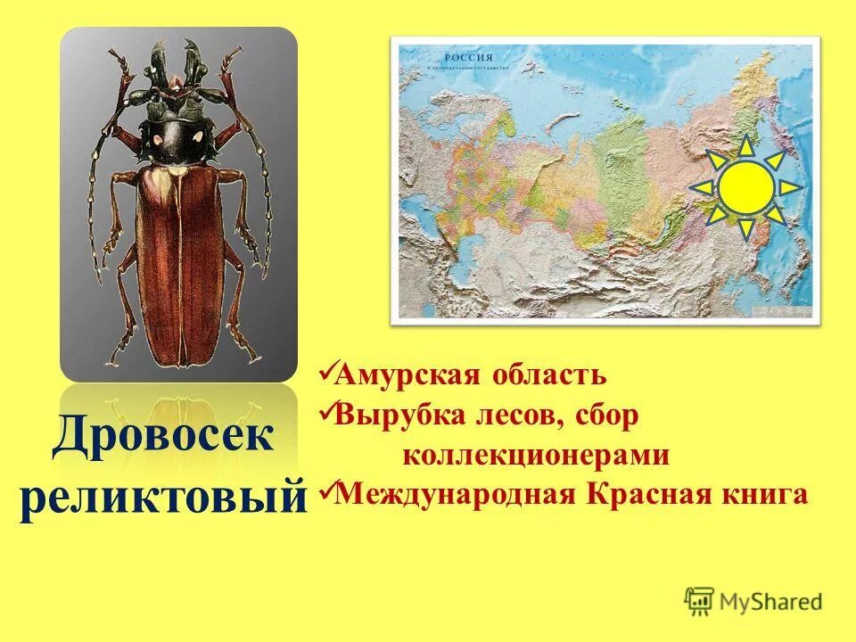 почему дровосек реликтовый занесен в красную книгу