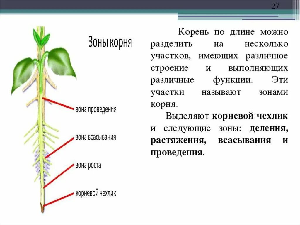 Корневой уровень. Корень это биология. Корень растения биология. Корень биология 6 класс. Строение корня растения 6 класс.