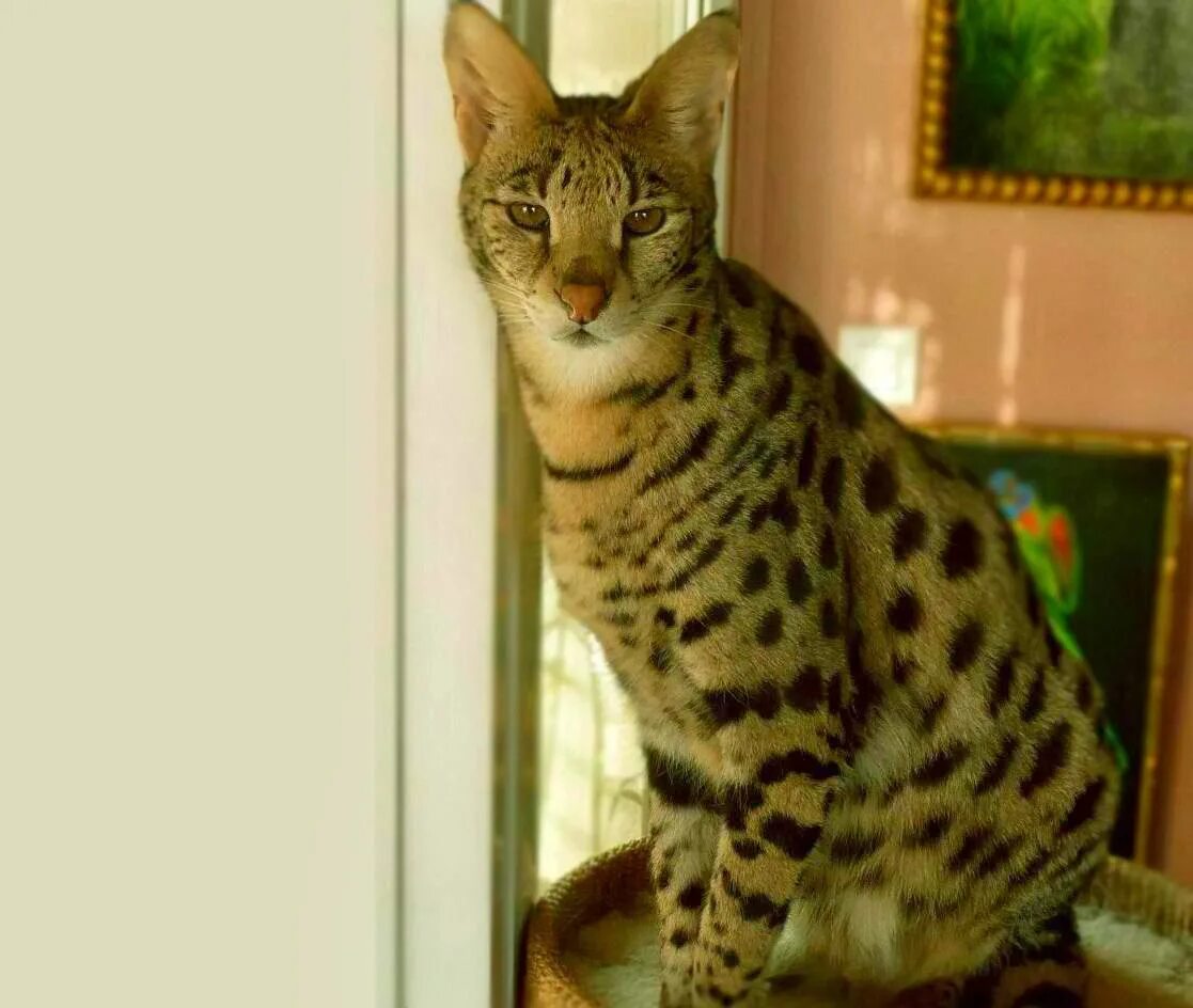 Большие кошки домашние породы фото
