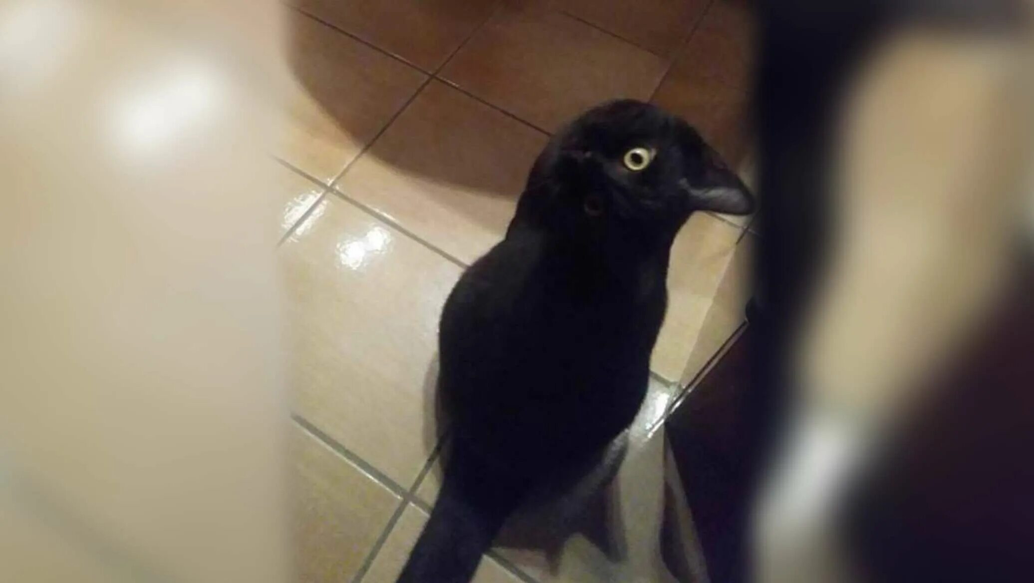 тотем кот. черный кот ворона. ворона с кошачьими ушками. черный кот и ворон. кот и ворон.