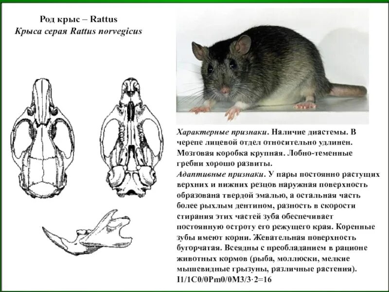 Строение крысы. Строение серой крысы.