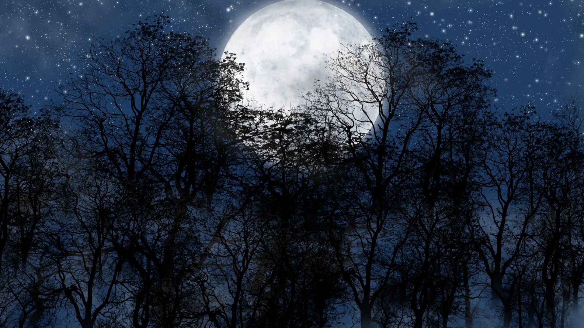 Ночь лес Луна. Ночная Луна. Картинки ночь Луна. Темный лес с луной. Лунной ночью свет загадочно