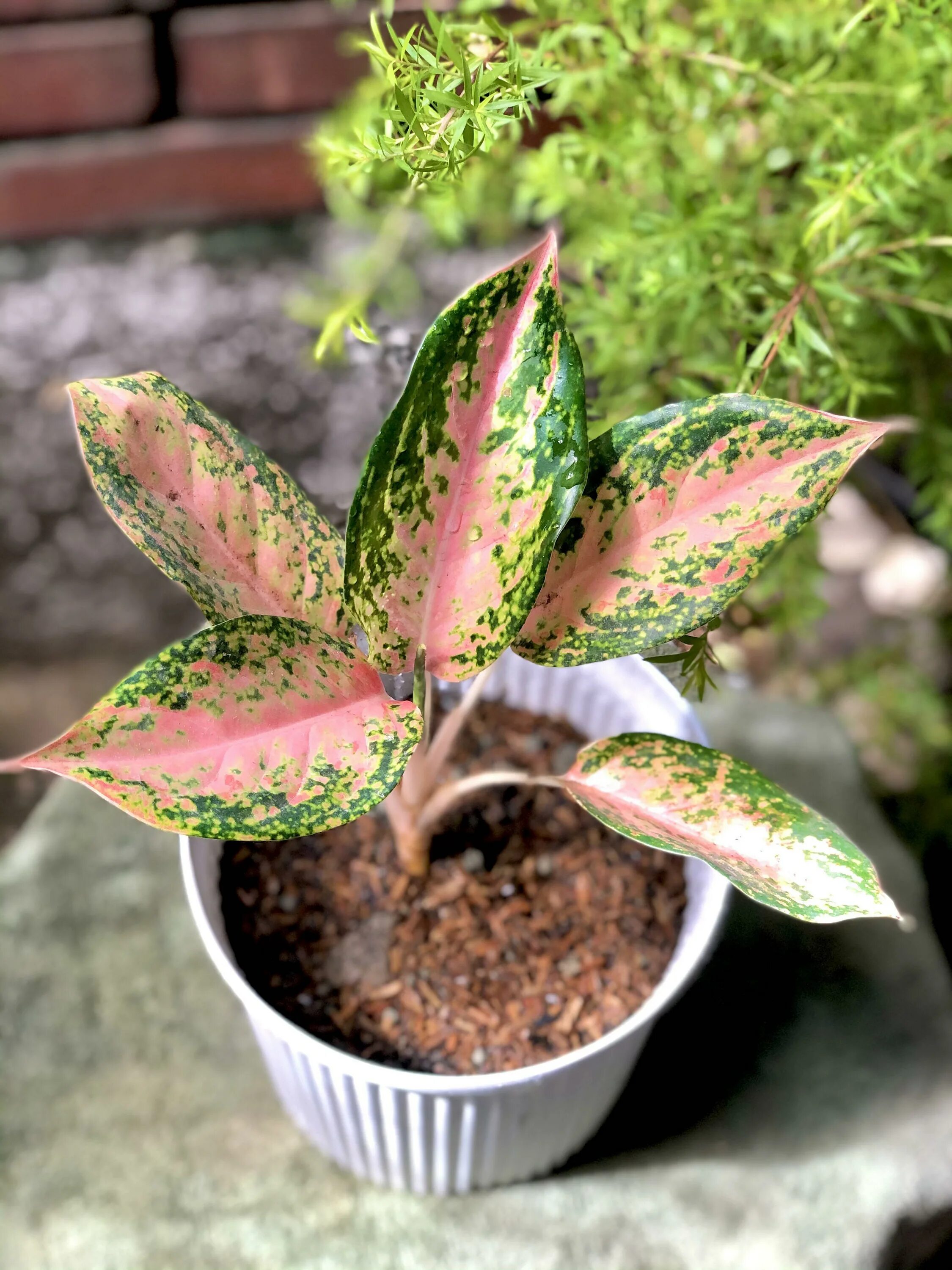 Our Aglaonema cv. Legacy with attractive pink+green varieg. Flickr