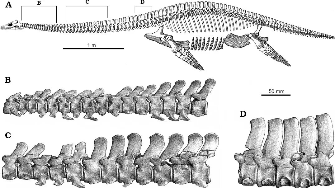 Отделы позвоночника крокодила. Шейные позвонки плезиозавра. Кости плезиозавра. Строение скелета плезиозавра. Скелет крокодила позвонки.